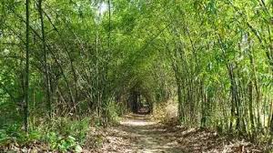 The dense forest of Kolhapur is declining day by day | जागतिक वन दिवस : दिवसेंदिवस घटते आहे कोल्हापूरचे घनदाट जंगल The dense forest of Kolhapur is declining day by day | जागतिक वन दिवस : दिवसेंदिवस घटते आहे कोल्हापूरचे घनदाट जंगल