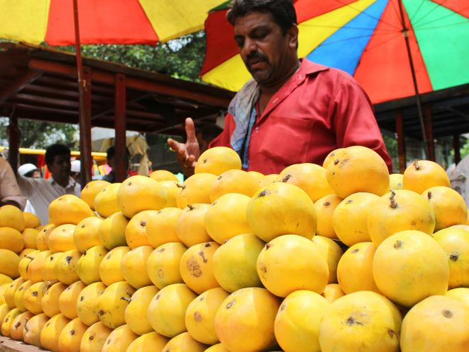 Kolhapur: At the expense of 'Mango', Oli Chilli, Kothibir rates increased | कोल्हापूर :‘आंबा’ सामान्यांच्या आवाक्यात, ओली मिरची, कोंथिबीर दर वाढले Kolhapur: At the expense of 'Mango', Oli Chilli, Kothibir rates increased | कोल्हापूर :‘आंबा’ सामान्यांच्या आवाक्यात, ओली मिरची, कोंथिबीर दर वाढले