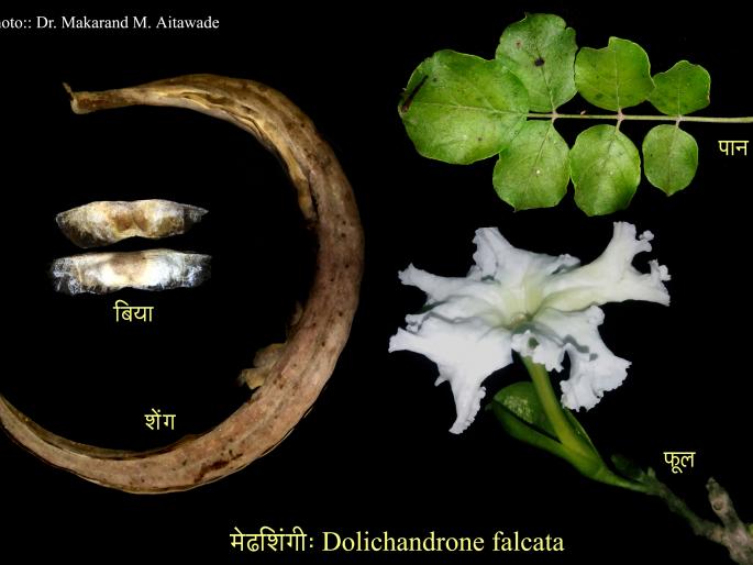 The rarely fed trees found in Kolhapur, save, preserve and conserve them | कोल्हापुरात आढळली दुर्मीळ मेढशिंगी वृक्ष, जतन, संरक्षण आणि संवर्धन आवश्यक The rarely fed trees found in Kolhapur, save, preserve and conserve them | कोल्हापुरात आढळली दुर्मीळ मेढशिंगी वृक्ष, जतन, संरक्षण आणि संवर्धन आवश्यक