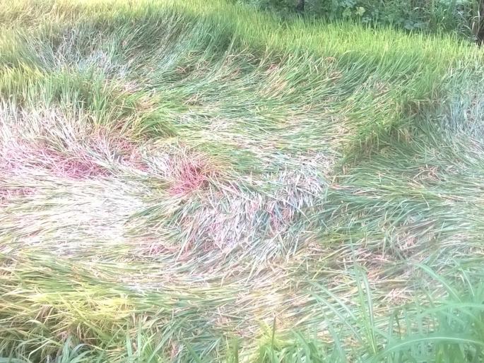 Farmers scared of rain rains | पावसाने उडविली शेतकºयांची दाणादाण Farmers scared of rain rains | पावसाने उडविली शेतकºयांची दाणादाण