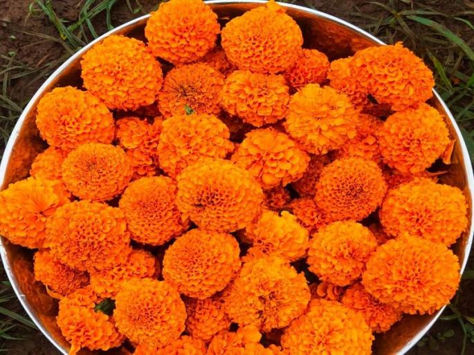 at just 20 to 30 rupees rate and sadness of a farmer of nashik | जेमतेम २० ते ३० रुपये दर, वडापाव खाऊन भागवली भूक; नाशिकच्या शेतकऱ्याची व्यथा at just 20 to 30 rupees rate and sadness of a farmer of nashik | जेमतेम २० ते ३० रुपये दर, वडापाव खाऊन भागवली भूक; नाशिकच्या शेतकऱ्याची व्यथा