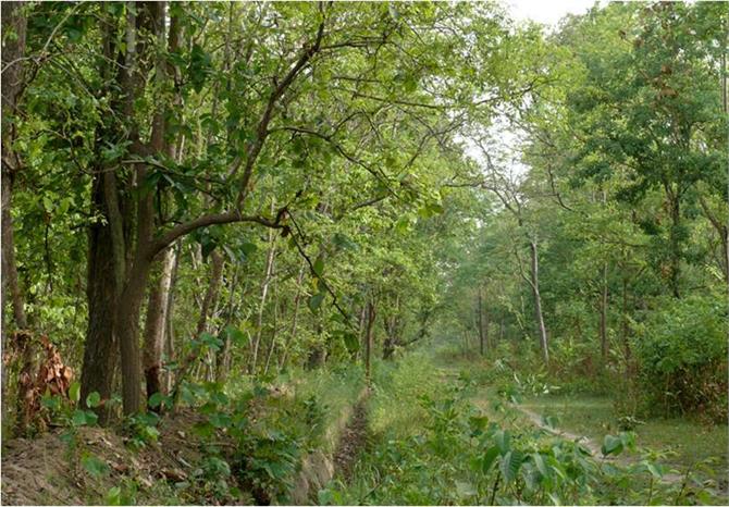 WOOD is missing which sent from forest officer | वनाधिकाऱ्याने परतवाड्यात पाठवलेले सागवान संशयाच्या भोवऱ्यात WOOD is missing which sent from forest officer | वनाधिकाऱ्याने परतवाड्यात पाठवलेले सागवान संशयाच्या भोवऱ्यात
