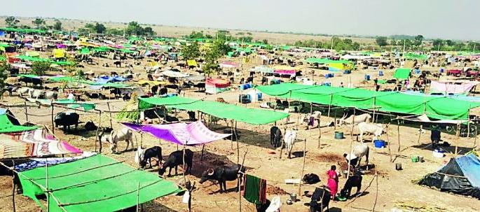 'fraud' in shortage of animal food | चाराटंचाईचे ‘गौडबंगाल’