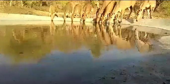 Wildlife | वन्यप्राण्यांचा जीव टांगणीला Wildlife | वन्यप्राण्यांचा जीव टांगणीला