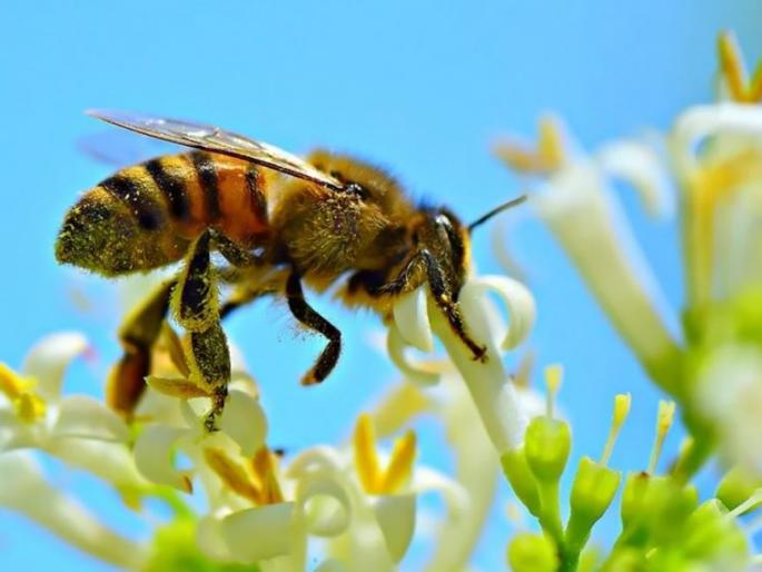 Pomegranate to bees, attraction to sunflowers; An important role in pollination | मधमाशांना डाळिंब, सूर्यफुलांचे आकर्षण; परागीकरणात महत्त्वाची भूमिका Pomegranate to bees, attraction to sunflowers; An important role in pollination | मधमाशांना डाळिंब, सूर्यफुलांचे आकर्षण; परागीकरणात महत्त्वाची भूमिका