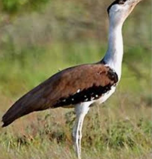 After five months, Nandanj returned to Maldok! | आनंदाची बातमी; पाच महिन्यानंतर नान्नजमध्ये परतला माळढोक ! After five months, Nandanj returned to Maldok! | आनंदाची बातमी; पाच महिन्यानंतर नान्नजमध्ये परतला माळढोक !