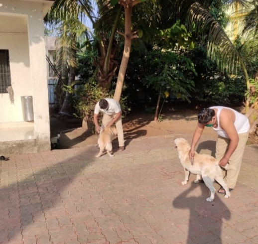 Begin the exercise of the dogs in the dog squad to overcome the corona | कोरोनावर मात करण्यासाठी श्वान पथकातील श्वानांचा व्यायाम सुरू