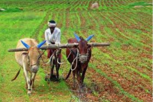 A big decision was taken by the District Collector of Solapur for the farmers | शेतकºयांसाठी सोलापूरच्या जिल्हाधिकाºयांनी घेतला मोठा निर्णय