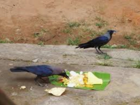 Tears flowed from the eyes of Akhya village at the touch of that crow; Everywhere there is talk of an unfortunate incident in Brahmapuri | त्या काक स्पर्शाने अख्या गावाच्या डोळयातून अश्रुधारा; ब्रह्मपुरीतील अनाहूत घटनेची सर्वत्र चर्चा Tears flowed from the eyes of Akhya village at the touch of that crow; Everywhere there is talk of an unfortunate incident in Brahmapuri | त्या काक स्पर्शाने अख्या गावाच्या डोळयातून अश्रुधारा; ब्रह्मपुरीतील अनाहूत घटनेची सर्वत्र चर्चा
