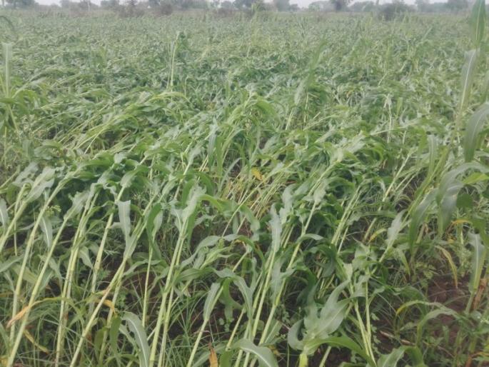 In Mahindale area, unseasonal rains and storms caused crop failure | महिंदळे परिसरात अवकाळी पाऊस़, वादळाने पिके झाली आडवी In Mahindale area, unseasonal rains and storms caused crop failure | महिंदळे परिसरात अवकाळी पाऊस़, वादळाने पिके झाली आडवी