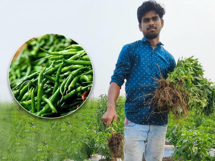 Chili is hit by nature's evil, farmers cut down the trees | निसर्गाच्या अवकृपेचा ‘मिरची’ला फटका, शेतकऱ्यांनी तोडली मिरचीची झाडे Chili is hit by nature's evil, farmers cut down the trees | निसर्गाच्या अवकृपेचा ‘मिरची’ला फटका, शेतकऱ्यांनी तोडली मिरचीची झाडे