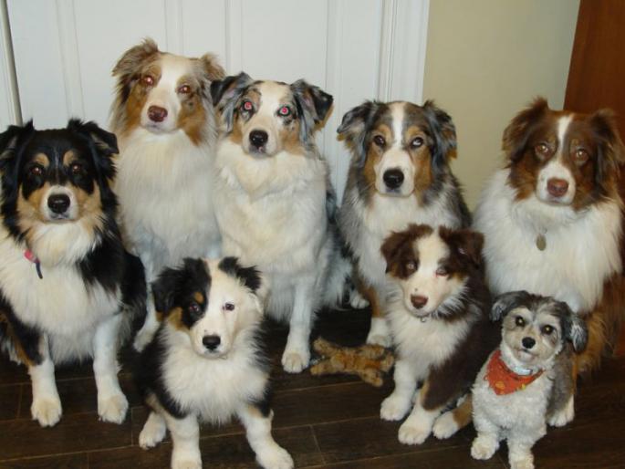 animals have elected as government to rule | म्हणून या देशात प्राणी चालवतात राजकीय सत्ता animals have elected as government to rule | म्हणून या देशात प्राणी चालवतात राजकीय सत्ता