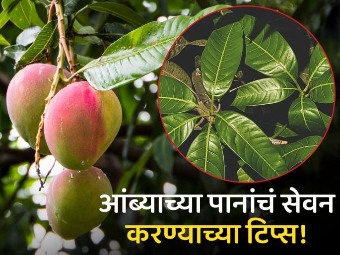 You may not know these benefits of mango leaves, it has many health benefits | केवळ आंबेच नाहीतर आंब्याच्या पानांनी आरोग्याला मिळतात 'हे' फायदे, तुम्हालाही नसेल माहीत! You may not know these benefits of mango leaves, it has many health benefits | केवळ आंबेच नाहीतर आंब्याच्या पानांनी आरोग्याला मिळतात 'हे' फायदे, तुम्हालाही नसेल माहीत!