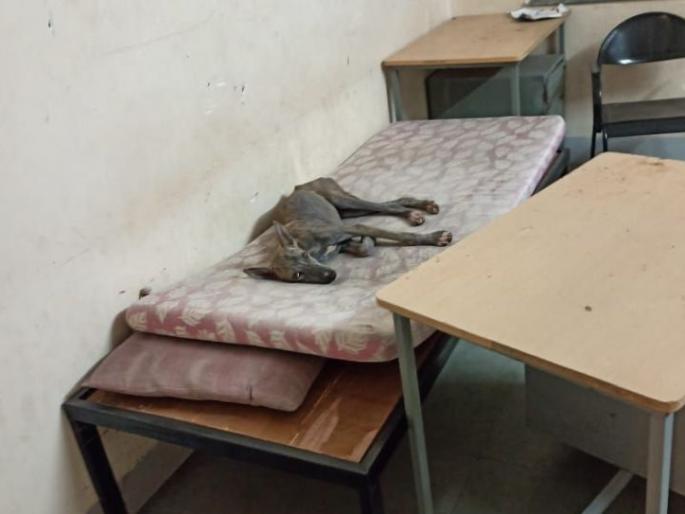 Unsuspecting dogs on the beds at Kovid Care Center in Murtijapur! | मूर्तिजापुरातील कोविड केअर सेंटरमधील खाटांवर बेवारस श्वानांचा आराम!