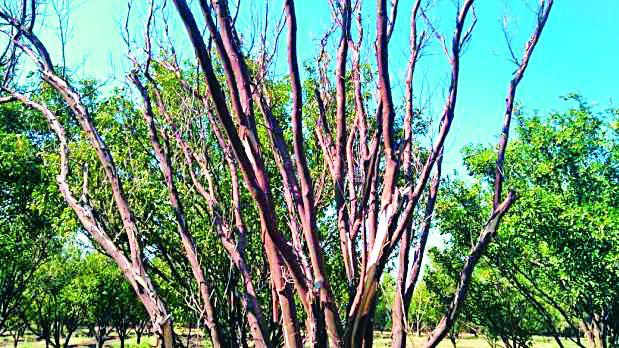 Due to inadequate rain, due to the Santragguna crisis | अपुऱ्या पावसामुळे संत्राबागा संकटात Due to inadequate rain, due to the Santragguna crisis | अपुऱ्या पावसामुळे संत्राबागा संकटात