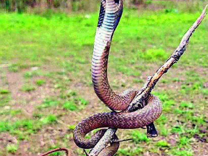 Toxic cobra snake puppy in the school premises | शाळेच्या आवारात विषारी कोब्रा सापाचे पिल्लू Toxic cobra snake puppy in the school premises | शाळेच्या आवारात विषारी कोब्रा सापाचे पिल्लू