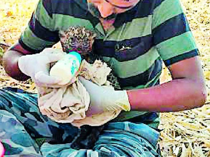  After two days, the leopard's father got motherhood | अखेर दोन दिवसांनी बिबट्याच्या पिलाला मिळाले मातृत्व