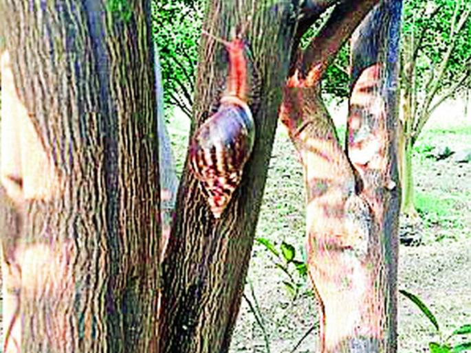 Cone on orange trees, charcoal | संत्राझाडांवर शंकू, कोळशी Cone on orange trees, charcoal | संत्राझाडांवर शंकू, कोळशी
