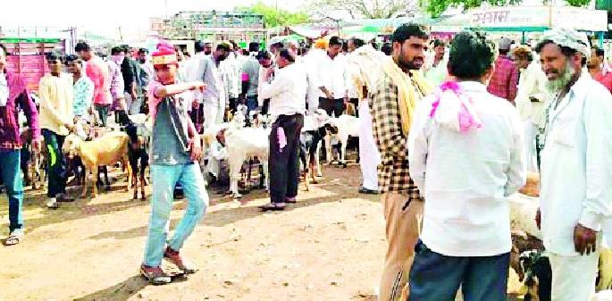 The cattle market in Badnera is full, crowded | बडनेऱ्यात गुरांचा बाजार भरला, गर्दीच गर्दी