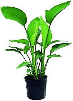 Gram panchayat will give birth and death, wedding of seedlings on wedding | ग्रामपंचायत देणार जन्म-मृत्यू, विवाहप्रसंगी रोपट्यांची भेट