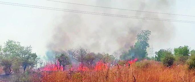 Plantation of trees in three hectares at Nimhora Lahe | निंभोरा लाहे येथे तीन हेक्टरमध्ये झाडे खाक Plantation of trees in three hectares at Nimhora Lahe | निंभोरा लाहे येथे तीन हेक्टरमध्ये झाडे खाक