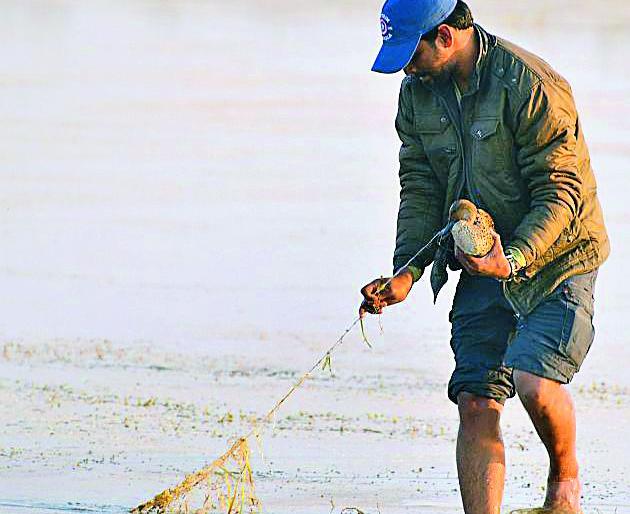 The dangers of the birds that are circulating on the pond free of danger | तलावावर मुक्त संचार करणाऱ्या पक्ष्यांचे वास्तव्य धोक्यात