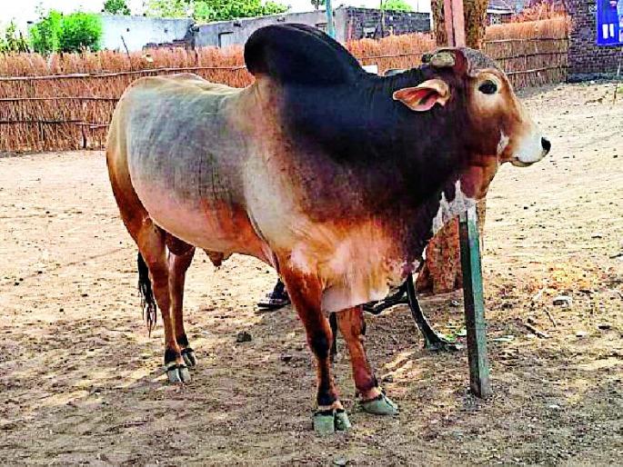 Bull cruelty in wheat flourishing; Three injured | गव्हा फरकाडे येथे वळूची दहशत; तिघे जखमी Bull cruelty in wheat flourishing; Three injured | गव्हा फरकाडे येथे वळूची दहशत; तिघे जखमी