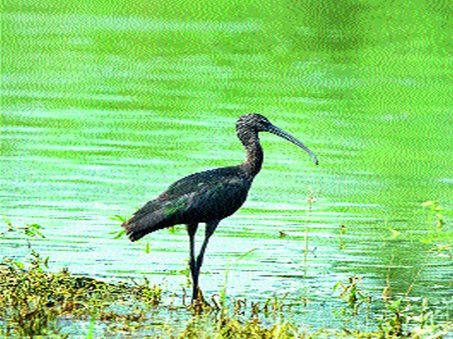 Forest tourism will be promoted at Nandurmadheshwar | नांदूरमधमेश्वर येथे वन पर्यटनाला मिळणार चालना Forest tourism will be promoted at Nandurmadheshwar | नांदूरमधमेश्वर येथे वन पर्यटनाला मिळणार चालना