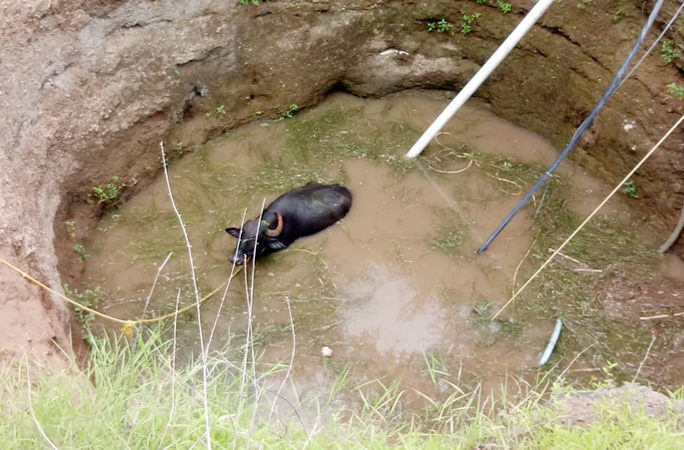 After an hour's effort, the buffalo fell into a 35-foot-deep well and was saved | तासाभराच्या प्रयत्नानंतर पस्तीस फूट खोल विहिरीत पडलेल्या म्हशीला मिळाले जीवदान