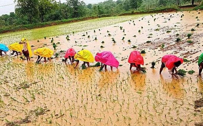Paddy planting sped up to the rhythm of folk songs | ‘नांगर, वखर सोडा राया, मज बंधू नेवा आले, धाडता का नाई’; लोकगीतांच्या तालावर धान रोवणीला आला वेग Paddy planting sped up to the rhythm of folk songs | ‘नांगर, वखर सोडा राया, मज बंधू नेवा आले, धाडता का नाई’; लोकगीतांच्या तालावर धान रोवणीला आला वेग