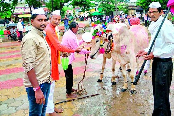 In Chikhali, in the circle of Corona rules, bullfighting in excitement | चिखली येथे कोरोना नियमांच्या चाकोरीत बैलपोळा उत्साहात In Chikhali, in the circle of Corona rules, bullfighting in excitement | चिखली येथे कोरोना नियमांच्या चाकोरीत बैलपोळा उत्साहात