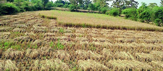 Salt on the wounds of the farmers who have been beaten by the Aarevariyas | आणेवारीने चोळले दुष्काळग्रस्त शेतकऱ्यांच्या जखमेवर मीठ
