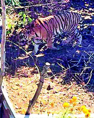 Order to seize Tiger at Sitaswangi | सीतासावंगी येथील वाघाला जेरबंद करण्याचे आदेश Order to seize Tiger at Sitaswangi | सीतासावंगी येथील वाघाला जेरबंद करण्याचे आदेश