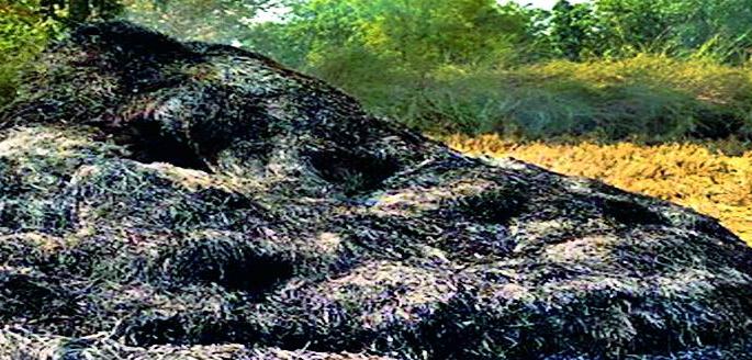 The fire was burnt down in two units | दोन एकरातील धानाचे पुंजणे जाळले