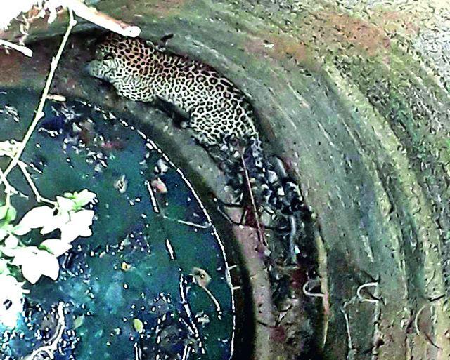 Well dumb hole in the well | विहिरीत पडला बिबट Well dumb hole in the well | विहिरीत पडला बिबट