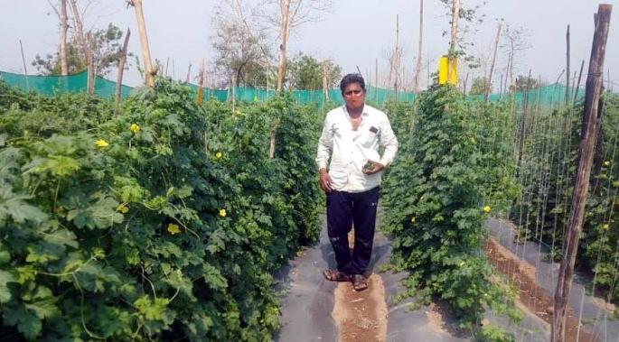 The farmer became hi-tech; 10 feet high green netting wall for safety of carley crop! | शेतकरी झाला हायटेक; कारले पिकाच्या सुरक्षिततेसाठी १० फूट उंच हिरव्या जाळीची भिंत! The farmer became hi-tech; 10 feet high green netting wall for safety of carley crop! | शेतकरी झाला हायटेक; कारले पिकाच्या सुरक्षिततेसाठी १० फूट उंच हिरव्या जाळीची भिंत!