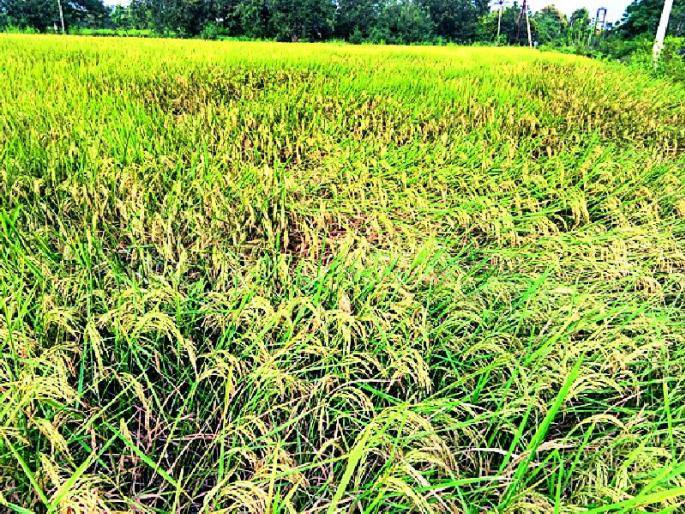The final period of crop rotation | फुलोऱ्यावरील धान पीक मोजतेय अखेरची घटका The final period of crop rotation | फुलोऱ्यावरील धान पीक मोजतेय अखेरची घटका