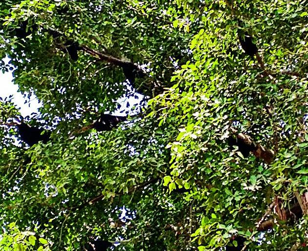 Do students learn about the bees in the bees | मधमाशांच्या दहशतीत विद्यार्थी करतात ज्ञानार्जन Do students learn about the bees in the bees | मधमाशांच्या दहशतीत विद्यार्थी करतात ज्ञानार्जन