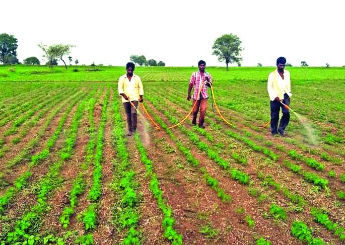 Sprying not iffective on crops due to lack of rain | पावसाअभावी पिकांवरील फवारणी ठरतेय ‘फेल’! Sprying not iffective on crops due to lack of rain | पावसाअभावी पिकांवरील फवारणी ठरतेय ‘फेल’!