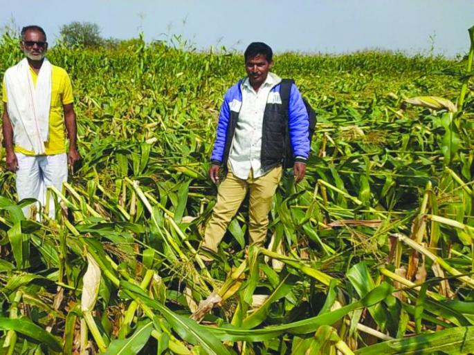 Damage to 17,000 hectares due to unseasonal rains and hail | अवकाळी पाऊस,गारपिटीमुळे १७ हजार हेक्टरवर नुकसान Damage to 17,000 hectares due to unseasonal rains and hail | अवकाळी पाऊस,गारपिटीमुळे १७ हजार हेक्टरवर नुकसान