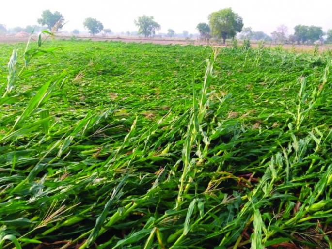 Unseasonal rains hit Buldana district | बुलडाणा जिल्ह्याला अवकाळी पावसाचा फटका Unseasonal rains hit Buldana district | बुलडाणा जिल्ह्याला अवकाळी पावसाचा फटका