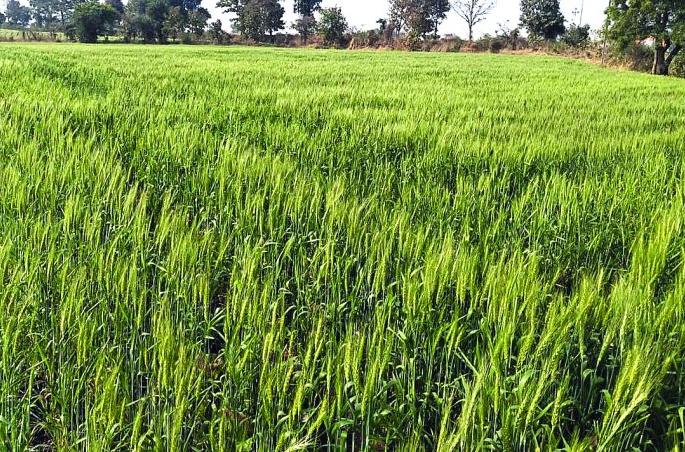 Wheat production will increase in Buldana district this year! | बुलडाणा जिल्ह्यात यंदा गव्हाचे उत्पादन वाढणार! Wheat production will increase in Buldana district this year! | बुलडाणा जिल्ह्यात यंदा गव्हाचे उत्पादन वाढणार!
