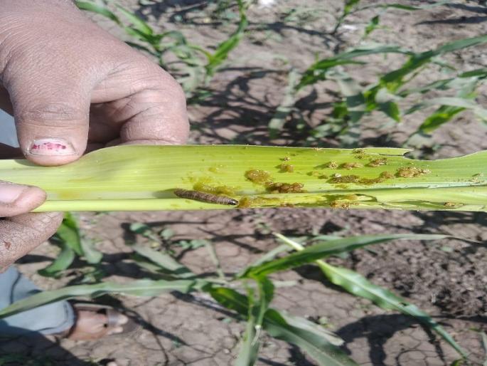 Military alarms on maize crop | मका पिकावर लष्करी अळीचे थैमान Military alarms on maize crop | मका पिकावर लष्करी अळीचे थैमान