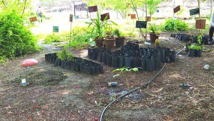 Rare Plants nurtured at 'Herbal Garden' | ‘हर्बल गार्डन’व्दारे दुर्मीळ वनस्पतींचे संगोपण Rare Plants nurtured at 'Herbal Garden' | ‘हर्बल गार्डन’व्दारे दुर्मीळ वनस्पतींचे संगोपण