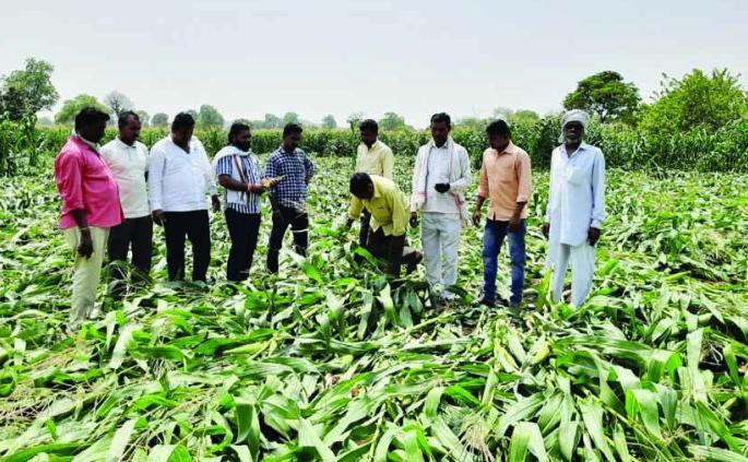Damage to crops on 7000 hectares due to untimely rains in Buldana district | बुलडाणा जिल्ह्यात अवकाळी पावसामुळे ७ हजार हेक्टरवरील पिकांचे नुकसान