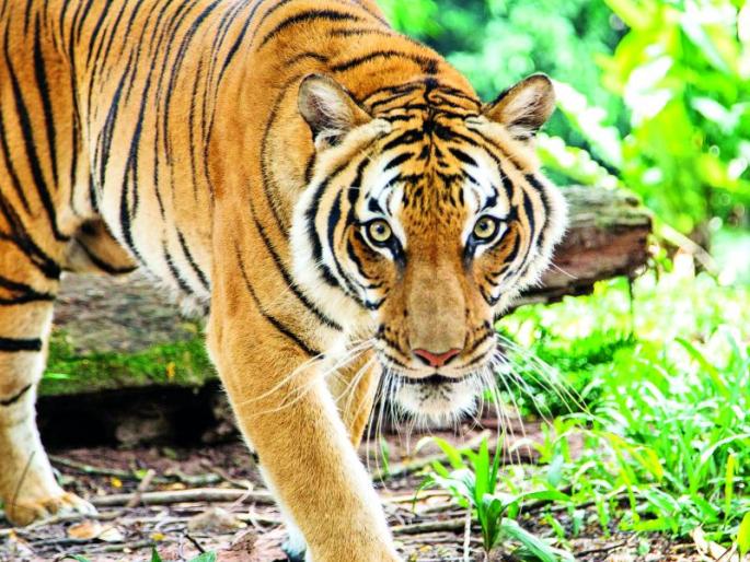 Farmers and livestock in fear of wildlife | शेतकरी व पशुधन वन्यप्राण्यांच्या दहशतीत