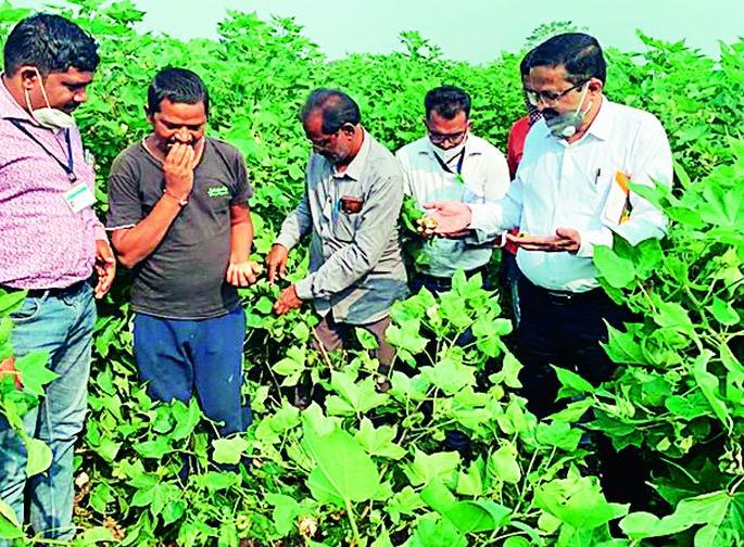 Pink bollworm infestation on cotton | कापसावर गुलाबी बोंडअळीचे आक्रमण Pink bollworm infestation on cotton | कापसावर गुलाबी बोंडअळीचे आक्रमण