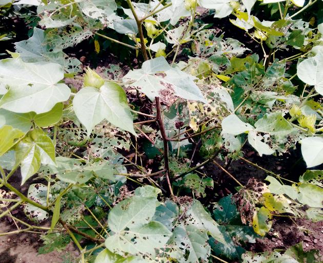  The larvae on cropped crops | फ ळधारणेवर आलेल्या पिकांवर अळीचा दंश