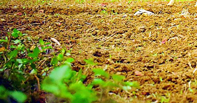 Fertilize the soil from soil testing | माती परीक्षणातून राखा शेतजमिनीची सुपिकता Fertilize the soil from soil testing | माती परीक्षणातून राखा शेतजमिनीची सुपिकता