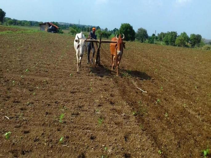 A month and a half of Kharipa passed; Sowing only 11 percent! | खरिपाचा दीड महिना उलटला; पेरणी केवळ ११ टक्के !